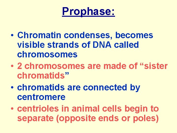 Prophase: • Chromatin condenses, becomes visible strands of DNA called chromosomes • 2 chromosomes