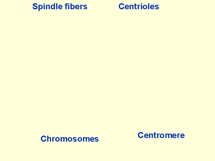 Spindle fibers Chromosomes Centrioles Centromere 