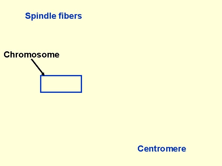 Spindle fibers Chromosome Centromere 