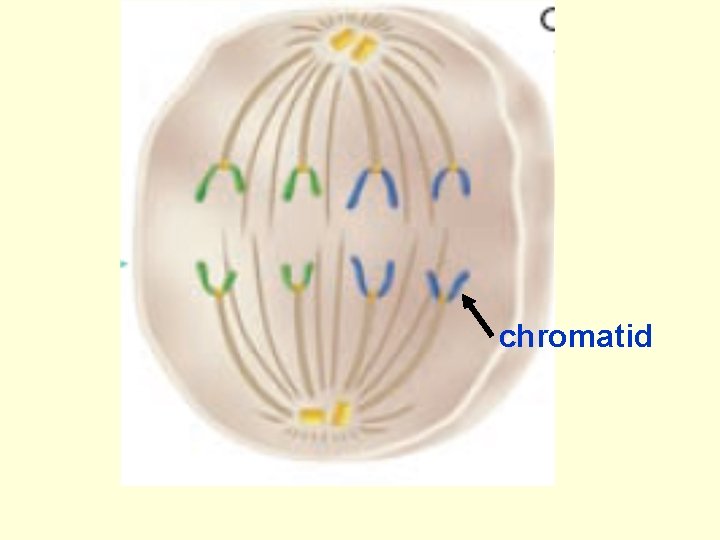 chromatid 