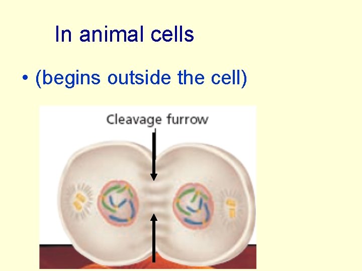 In animal cells • (begins outside the cell) 