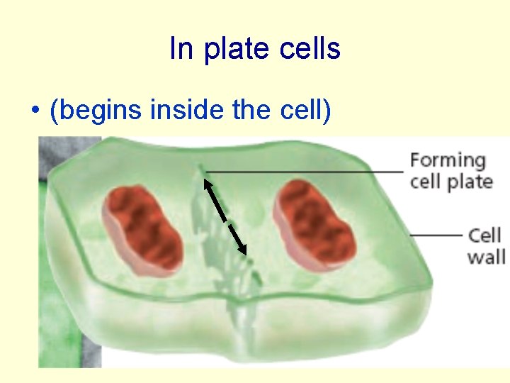 In plate cells • (begins inside the cell) 