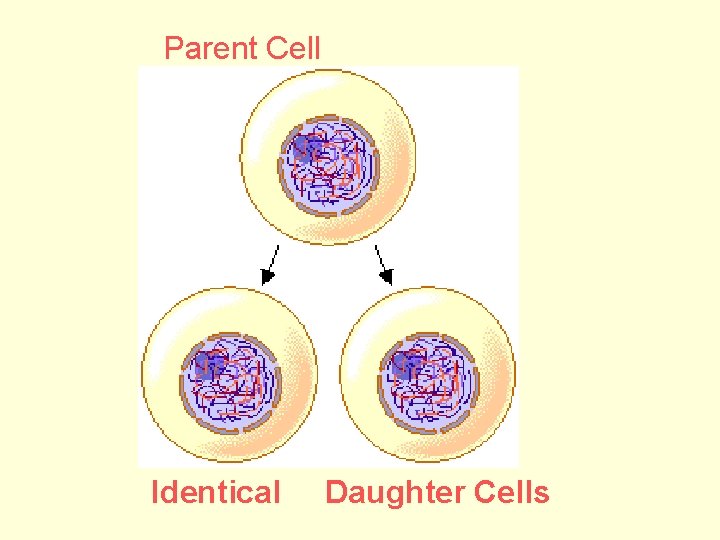 Parent Cell Identical Daughter Cells 