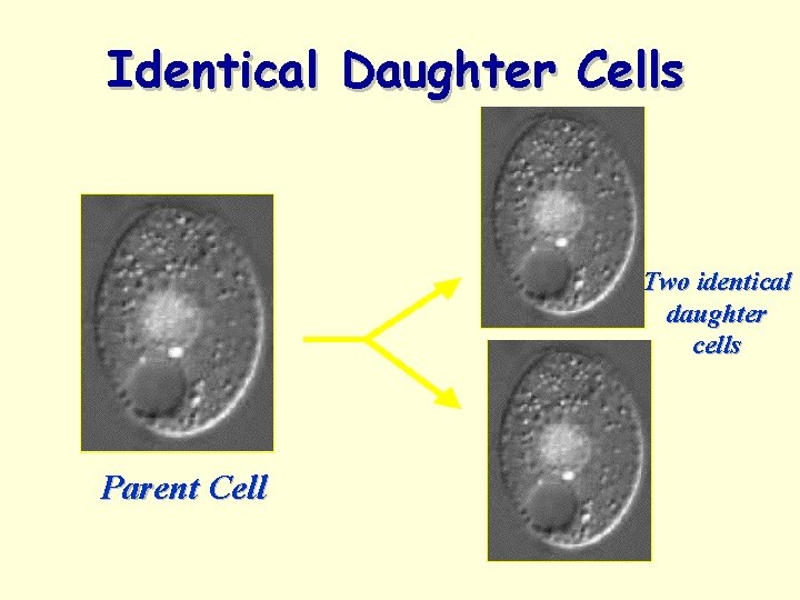 Identical Daughter Cells Two identical daughter cells Parent Cell 