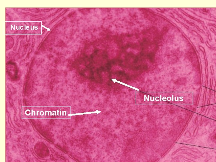 Nucleus Nucleolus Chromatin 