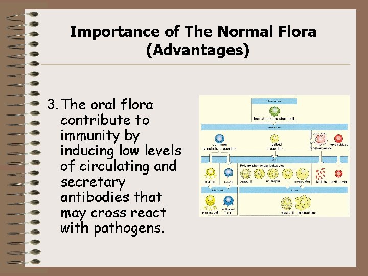 Importance of The Normal Flora (Advantages) 3. The oral flora contribute to immunity by