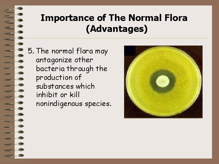 Importance of The Normal Flora (Advantages) 5. The normal flora may antagonize other bacteria