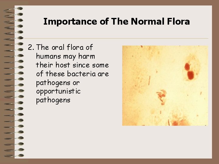 Importance of The Normal Flora 2. The oral flora of humans may harm their