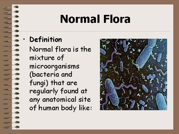 Normal Flora • Definition Normal flora is the mixture of microorganisms (bacteria and fungi)