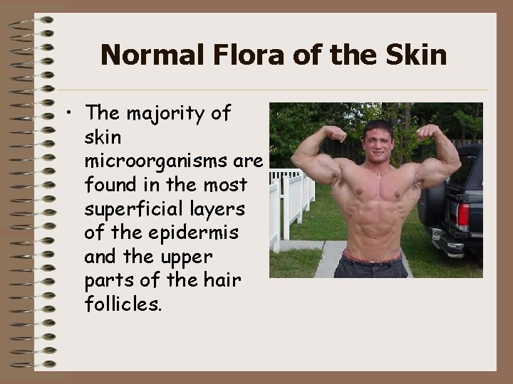 Normal Flora of the Skin • The majority of skin microorganisms are found in