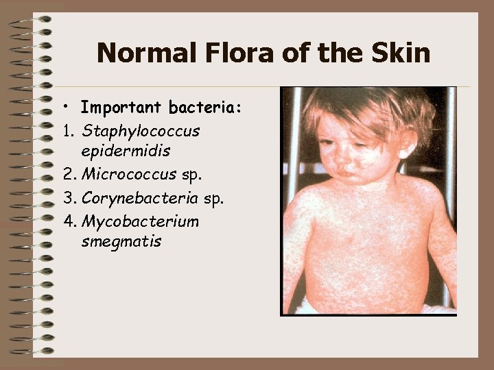 Normal Flora of the Skin • Important bacteria: 1. Staphylococcus epidermidis 2. Micrococcus sp.