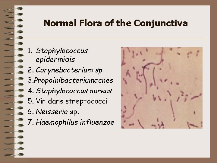 Normal Flora of the Conjunctiva 1. Staphylococcus epidermidis 2. Corynebacterium sp. 3. Propoinibacteriumacnes 4.