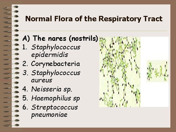 Normal Flora of the Respiratory Tract A) The nares (nostrils) 1. Staphylococcus epidermidis 2.