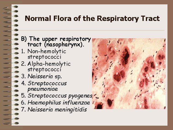 Normal Flora of the Respiratory Tract B) The upper respiratory tract (nasopharynx). 1. Non-hemolytic