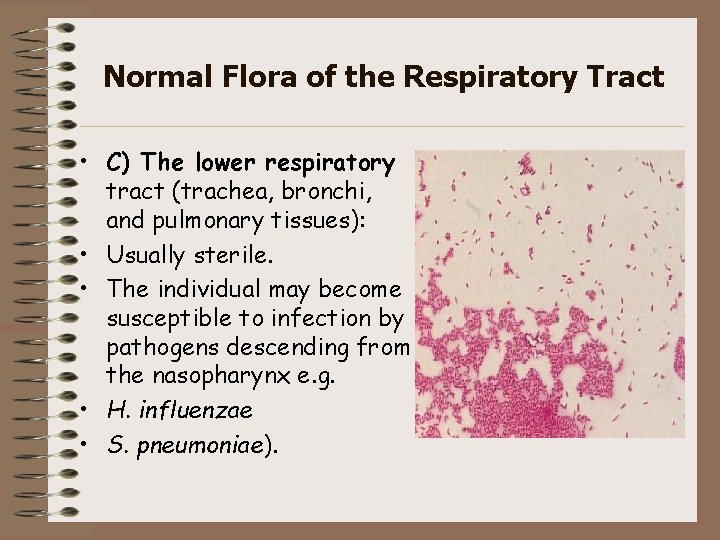 Normal Flora of the Respiratory Tract • C) The lower respiratory tract (trachea, bronchi,