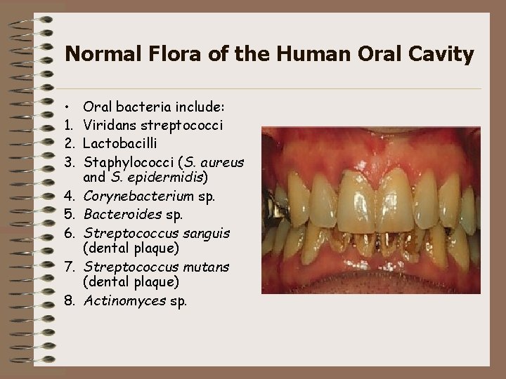Normal Flora of the Human Oral Cavity • 1. 2. 3. 4. 5. 6.