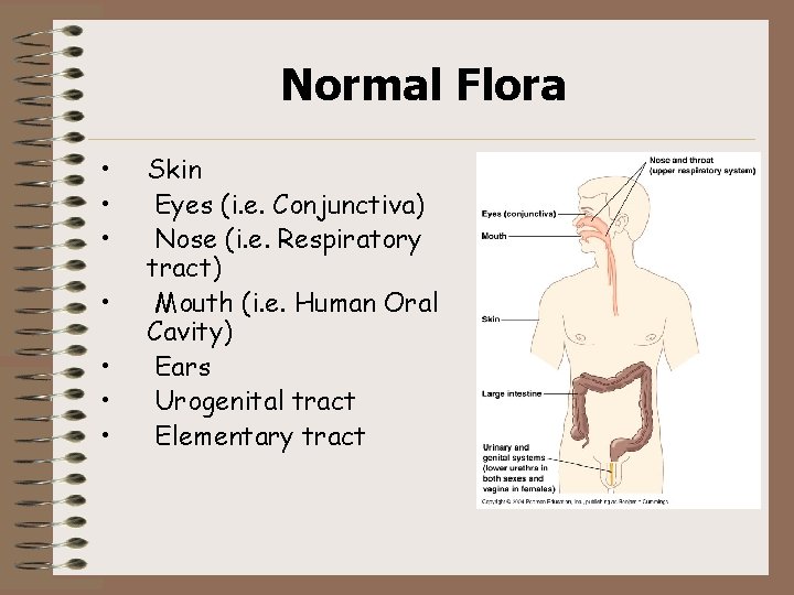Normal Flora • • Skin Eyes (i. e. Conjunctiva) Nose (i. e. Respiratory tract)