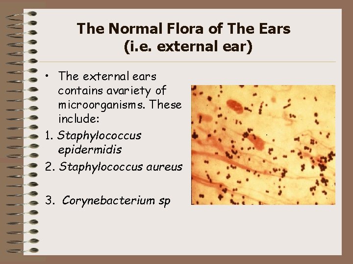The Normal Flora of The Ears (i. e. external ear) • The external ears