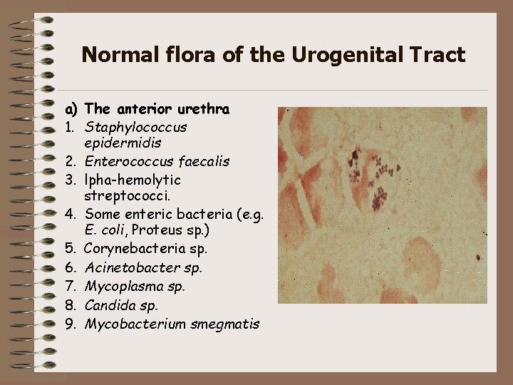 Normal flora of the Urogenital Tract a) The anterior urethra 1. Staphylococcus epidermidis 2.