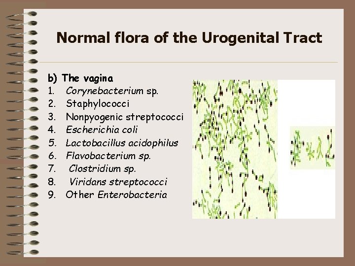 Normal flora of the Urogenital Tract b) 1. 2. 3. 4. 5. 6. 7.