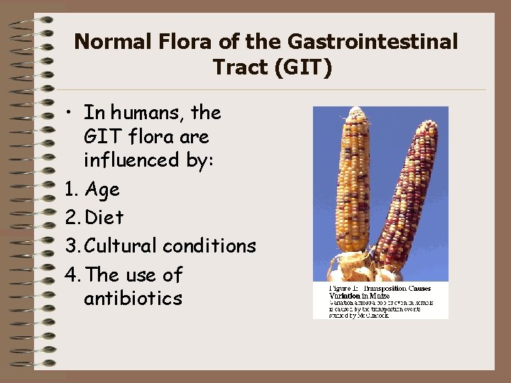 Normal Flora of the Gastrointestinal Tract (GIT) • In humans, the GIT flora are
