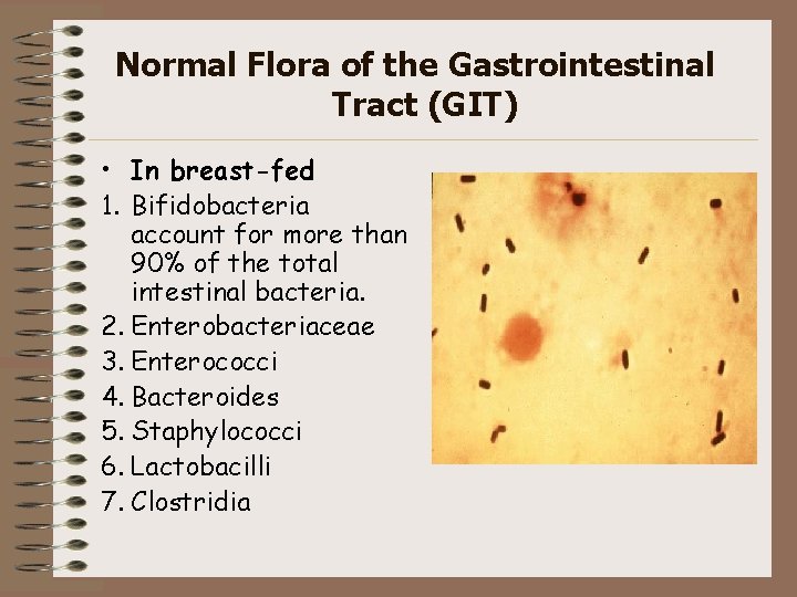 Normal Flora of the Gastrointestinal Tract (GIT) • In breast-fed 1. Bifidobacteria account for