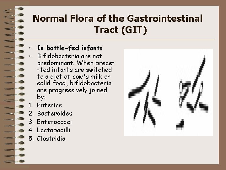 Normal Flora of the Gastrointestinal Tract (GIT) • In bottle-fed infants • Bifidobacteria are