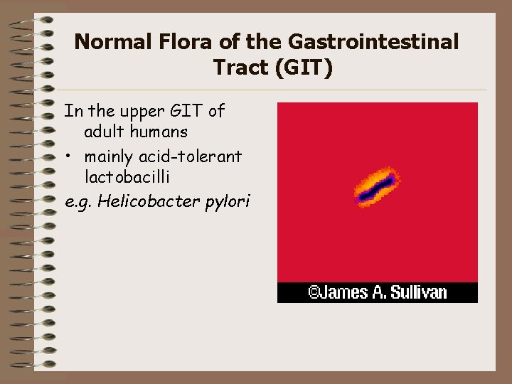 Normal Flora of the Gastrointestinal Tract (GIT) In the upper GIT of adult humans