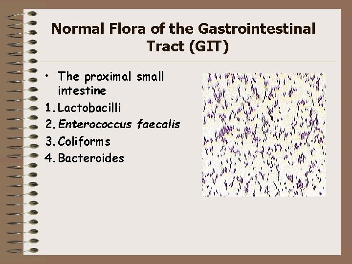 Normal Flora of the Gastrointestinal Tract (GIT) • The proximal small intestine 1. Lactobacilli