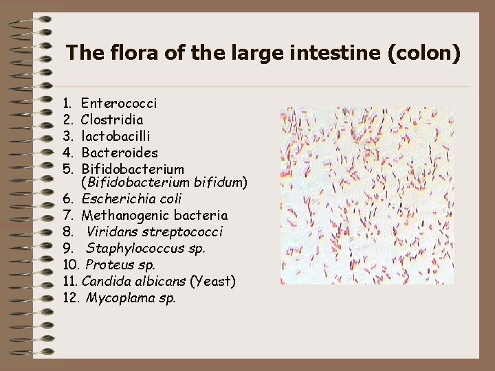 The flora of the large intestine (colon) 1. 2. 3. 4. 5. Enterococci Clostridia