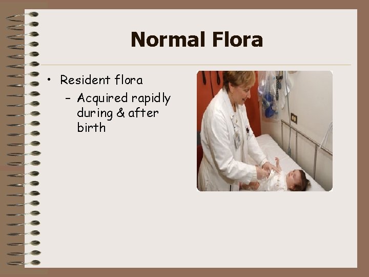 Normal Flora • Resident flora – Acquired rapidly during & after birth 