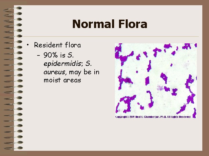 Normal Flora • Resident flora – 90% is S. epidermidis; S. aureus, may be