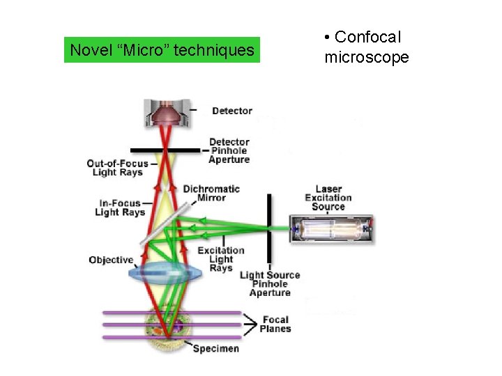 Novel “Micro” techniques • Confocal microscope 