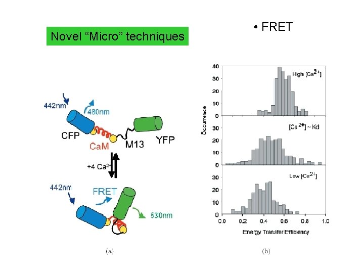 Novel “Micro” techniques • FRET 