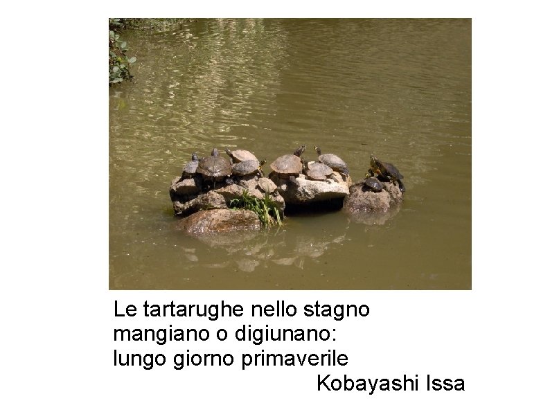 Le tartarughe nello stagno mangiano o digiunano: lungo giorno primaverile Kobayashi Issa 