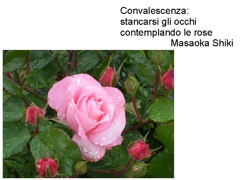 Convalescenza: stancarsi gli occhi contemplando le rose Masaoka Shiki 