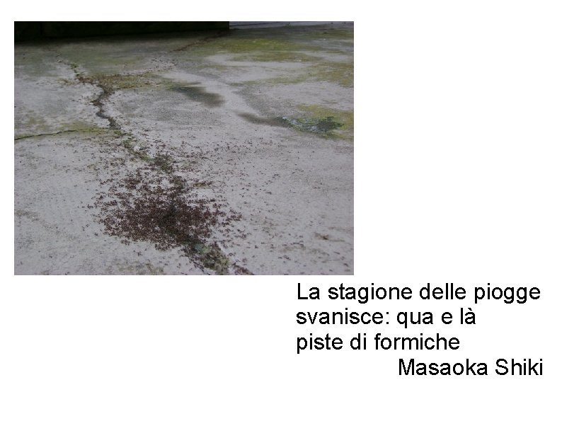 La stagione delle piogge svanisce: qua e là piste di formiche Masaoka Shiki 