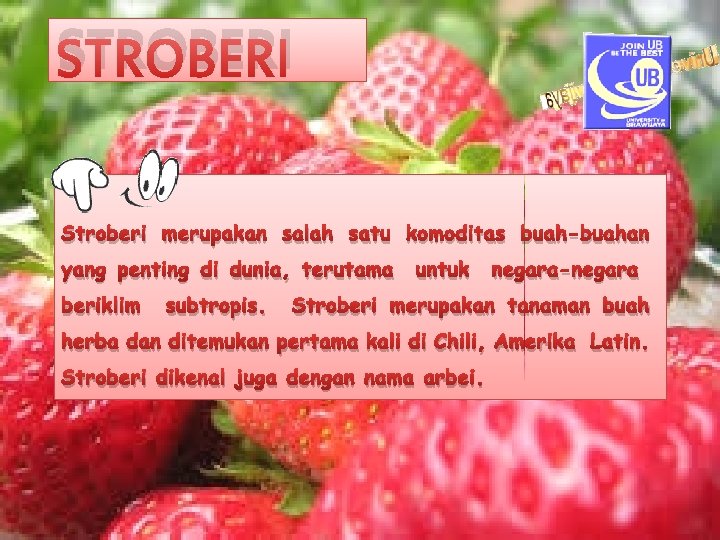 STROBERI Stroberi merupakan salah satu komoditas buah-buahan yang penting di dunia, terutama beriklim subtropis.