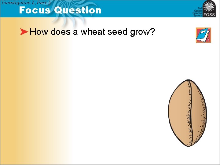 Investigation 2, Part 3 Focus Question How does a wheat seed grow? 