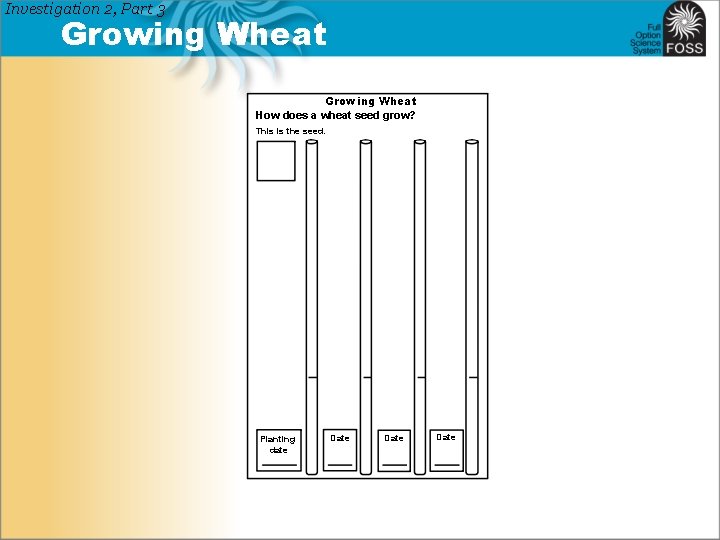 Investigation 2, Part 3 Growing Wheat How does a wheat seed grow? This is