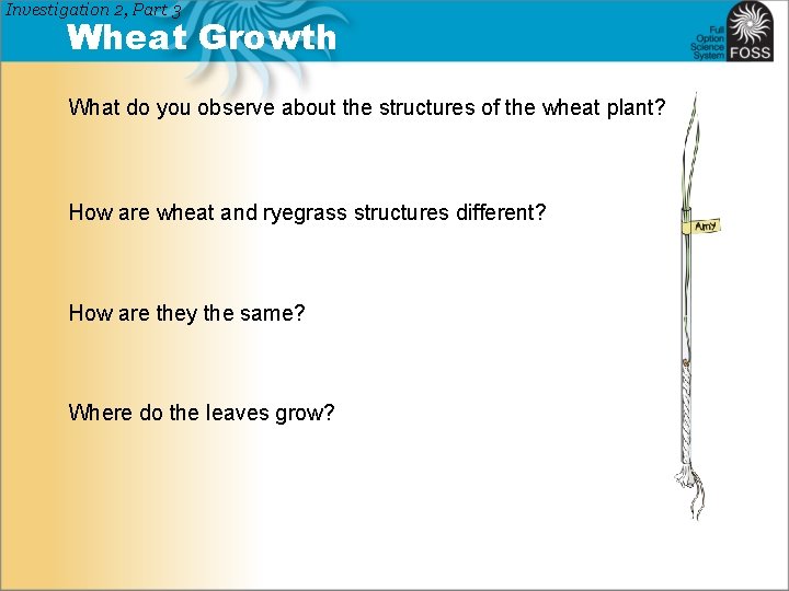 Investigation 2, Part 3 Wheat Growth What do you observe about the structures of