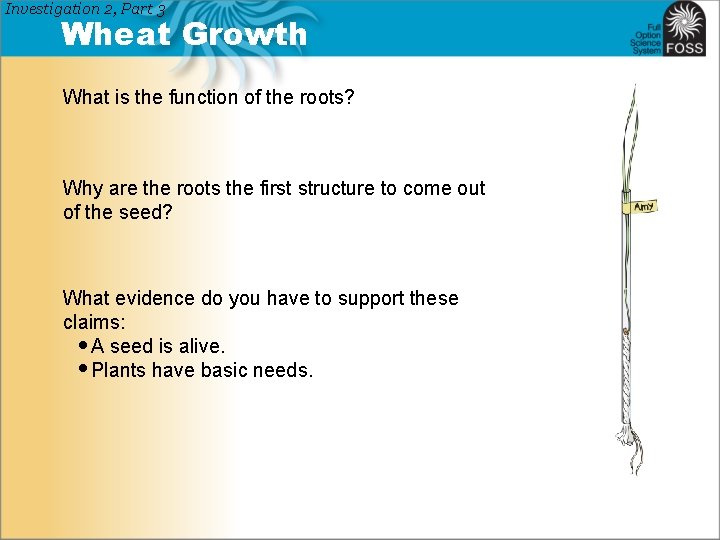 Investigation 2, Part 3 Wheat Growth What is the function of the roots? Why