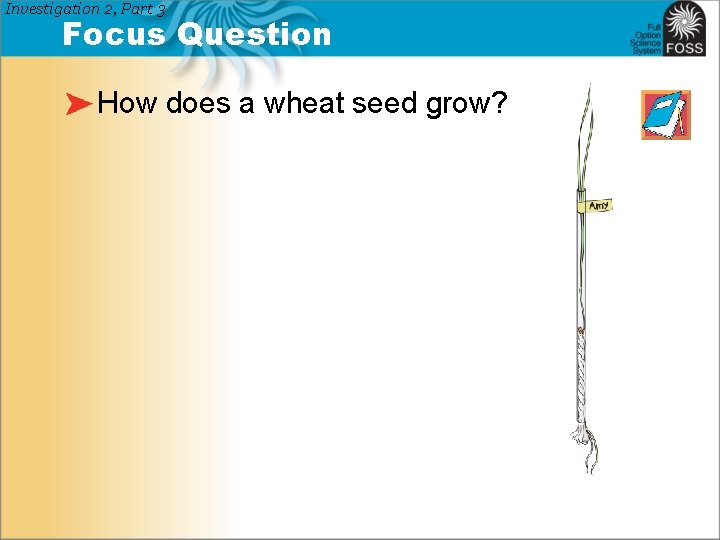 Investigation 2, Part 3 Focus Question How does a wheat seed grow? 