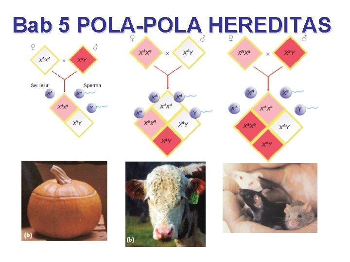 Bab 5 POLA-POLA HEREDITAS 