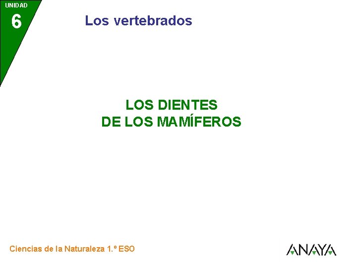 UNIDAD 6 Los vertebrados LOS DIENTES DE LOS MAMÍFEROS Ciencias de la Naturaleza 1.