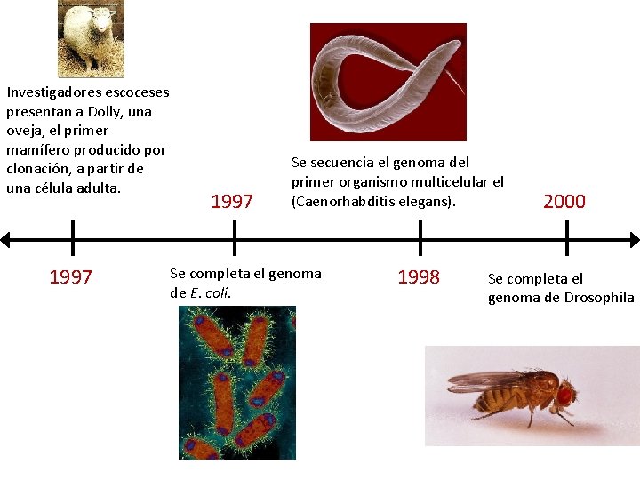 Investigadores escoceses presentan a Dolly, una oveja, el primer mamífero producido por clonación, a