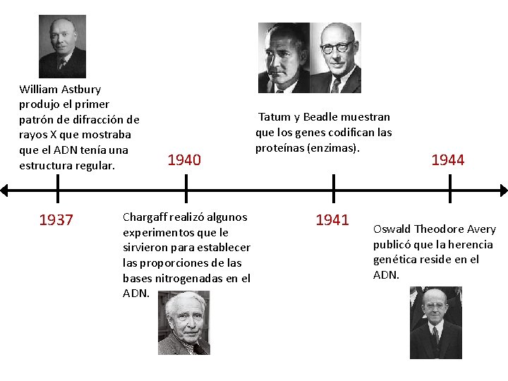 William Astbury produjo el primer patrón de difracción de rayos X que mostraba que