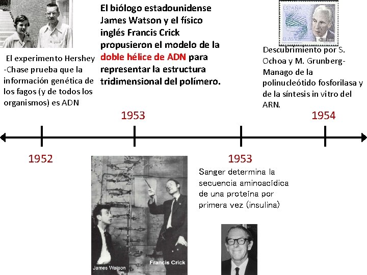 El biólogo estadounidense James Watson y el físico inglés Francis Crick propusieron el modelo