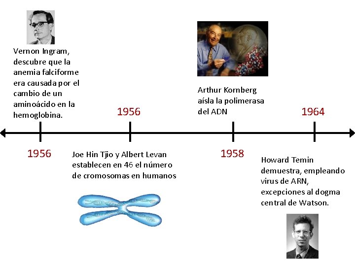 Vernon Ingram, descubre que la anemia falciforme era causada por el cambio de un