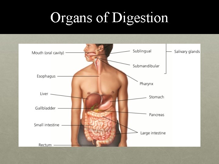Organs of Digestion 